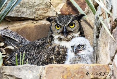 Athena Great Horned Owl 2025
